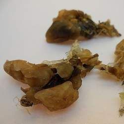 雪蛤的功效與作用