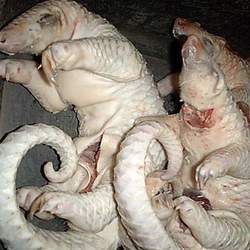 ��ɽ�׵Ĺ�Ч�c����