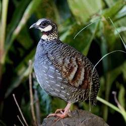 鷓鴣的功效與作用