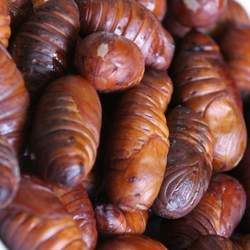 蠶蛹的功效與作用