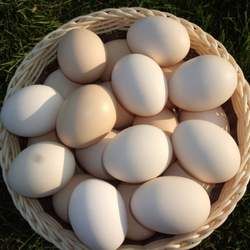 �u���Ĺ�Ч�c����