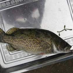 ���~�Ĺ�Ч�c����