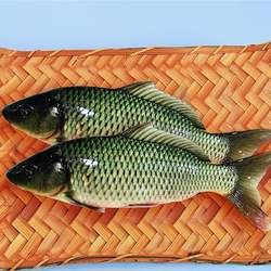 鯉魚的功效與作用