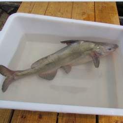 �t�~(y��)�Ĺ�Ч�c����