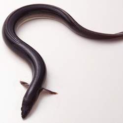 ���~�Ĺ�Ч�c����