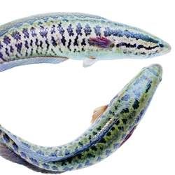 ���k�Ĺ�Ч�c����