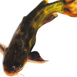 ���~�Ĺ�Ч�c����