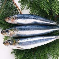 青魚的功效與作用