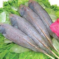 龍利魚的功效與作用