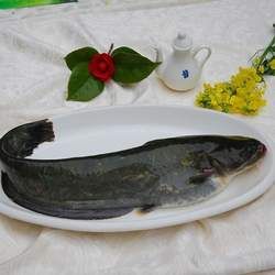 鯰魚的功效與作用