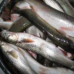 ���~�Ĺ�Ч�c����