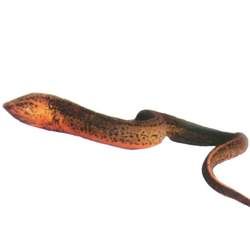 �S�X�Ĺ�Ч�c����