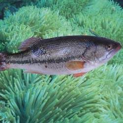 �|�~�Ĺ�Ч�c����