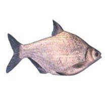 武昌魚的功效與作用