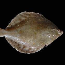 ��Ŀ�~(y��)�Ĺ�Ч�c����