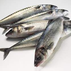 金槍魚的功效與作用