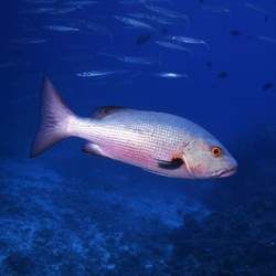 ���~�Ĺ�Ч�c����