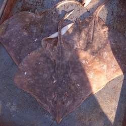 老板魚的功效與作用