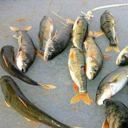 湟魚的功效與作用