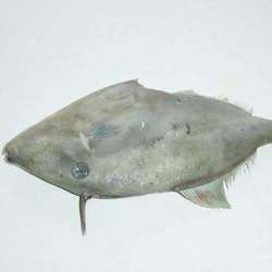 �R���~(y��)�Ĺ�Ч�c����