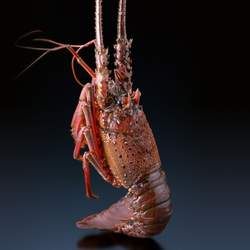 ���r�Ĺ�Ч�c����