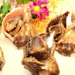 海螺的功效與作用