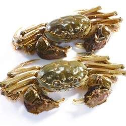 河蟹的功效與作用