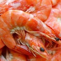 北極蝦的功效與作用