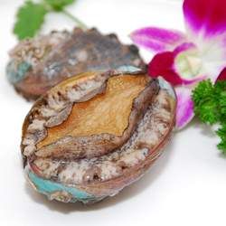 鮑魚的功效與作用