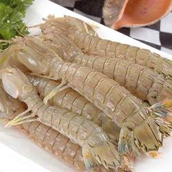 ƤƤ�r�Ĺ�Ч�c����