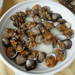 毛蛤蜊的功效與作用