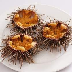 海膽的功效與作用