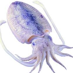 墨魚的功效與作用