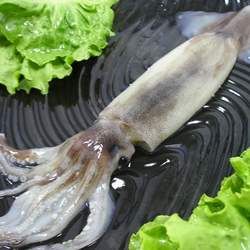 魷魚的功效與作用