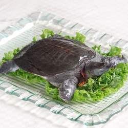 甲魚(yú)的功效與作用