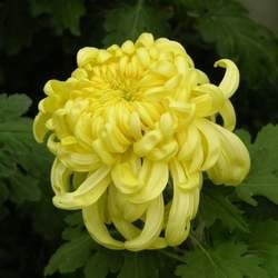 �ջ��Ĺ�Ч�c����