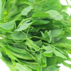 �㶹��Ĺ�Ч�c����