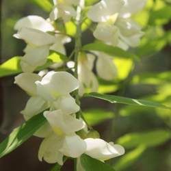 槐花的功效與作用