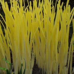 韭黃的功效與作用