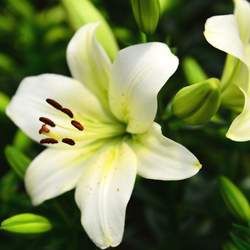 �ٺϵĹ�Ч�c����