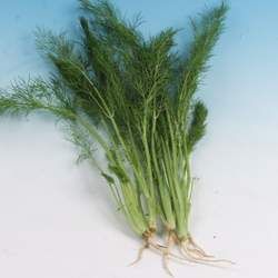 ����Ĺ�Ч�c����