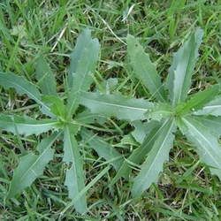 刺兒菜的功效與作用