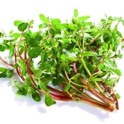 馬齒莧的功效與作用