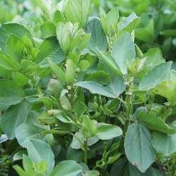 �㶹��Ĺ�Ч�c����