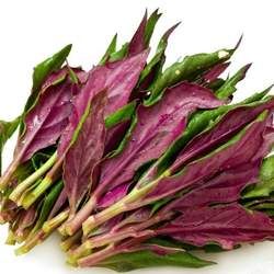 紫背天葵的功效與作用