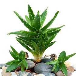 蘆薈的功效與作用