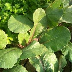 �}���~�Ĺ�Ч�c����