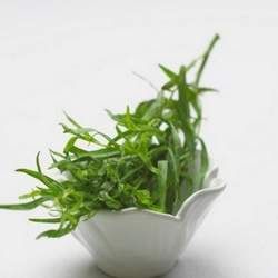 龍蒿的功效與作用