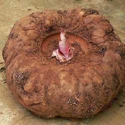 魔芋的功效與作用