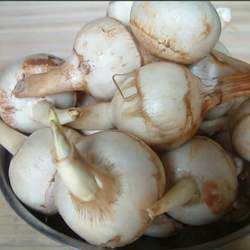 �ȹ��Ĺ�Ч�c����